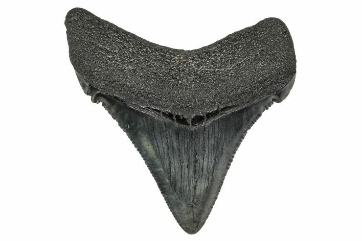 Serrated Angustidens Tooth - Megalodon Ancestor #340404